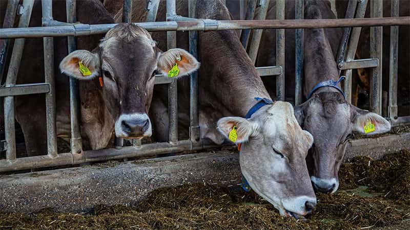 Entdecke unseren Blogartikel. Im Dialog: Kommunikationsstrategien für die Nutztierhaltung